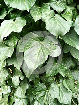 Close Up of Green Ivy