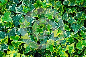 Close-up green ivy Hedera helix Goldchild carpet. Original texture of natural greenery. Background of elegant variegated leaves