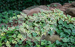 Close-up green ivy Hedera helix Goldchild carpet. Original texture of natural greenery. Background of elegant variegated leaves