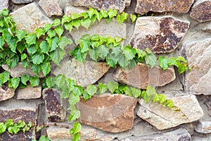 Close-up of the green ivy on a stone wall, a beautiful background