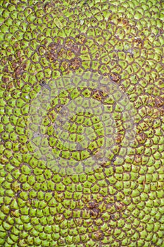 Close up green Jackfruit for texture