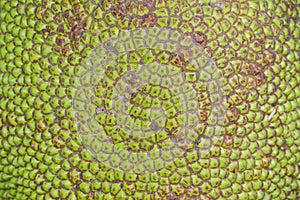 Close up green Jackfruit for texture