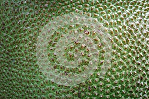 Jackfruit surface