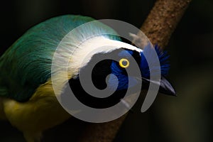 Close-up of a green jay Cyanocorax yncas, blue bird with yellow eyes photo