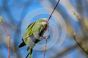 Close-up of a green Kalita parrot (Myiopsitta monachus) perched on a tree photo