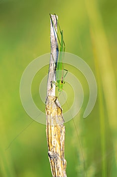 Green katydid photo