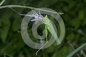 Close up with the green katydid changing skin.