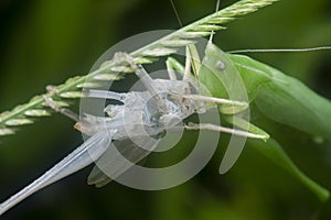 Close up with the green katydid changing skin.