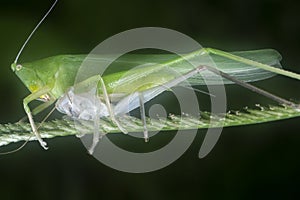 Close up with the green katydid changing skin.