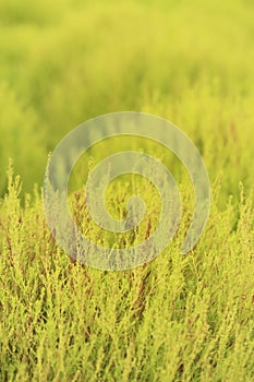 Close up of green Kochia or Bassia scoparia selective focus.