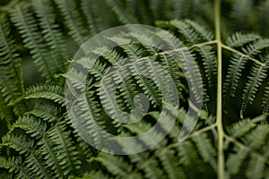 Close up of green lady fern (Athyrium filix-femina) photo
