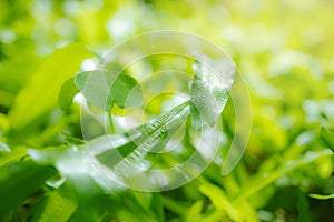 Close-up on a green lawn for background, The morning sun shining on a green grass natural background texture