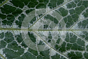 Close-up of a green leaf