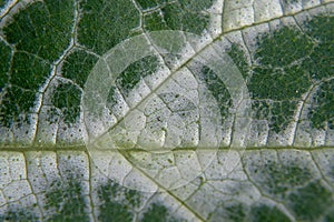 Close-up of a green leaf