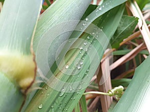 A close up of a green leaf
