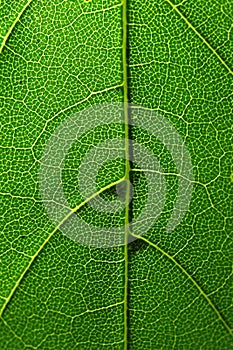 Close Up of Green Leaf