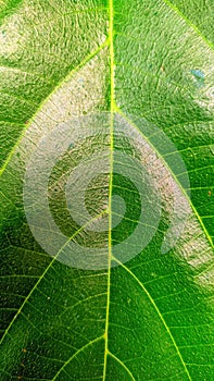 Close up of green leaf