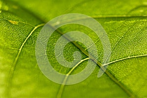 Close-up of green leaf