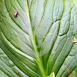 A close-up of a green leaf and it appears there is a small bug on the leaf.