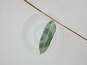 close up, a green leaf that attaches with a brown branch