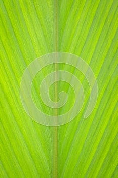 Close up green leaf background