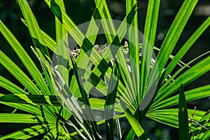 Close up green leaf background lady palm or Bamboo palm leaf Rhapis exclesa, PLAMAE.