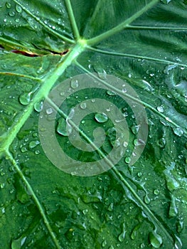 Close up green leaf background with water drop