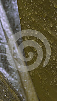 Close up green leaf background with water splash raindrop