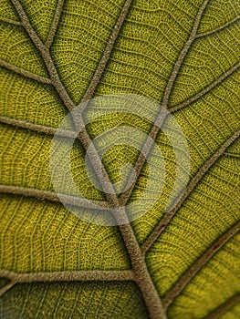 close up green leaf of Bastard teak  Butea monosperma 
