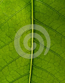 Close up green leaf with beautiful layer for background.