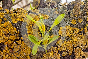 Close-up of green leaf bud on a trunk with yellow lichen, on a tree branch