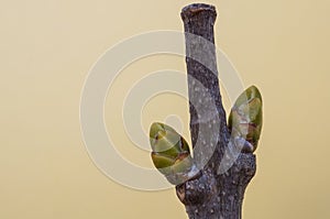 Close up of green leaf buds on a branch of a lilac plant in the spring on bright yellow plain background