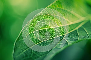 Close-up of green leaf with detailed veins