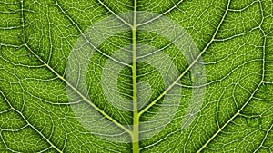 Are arranged in a radial pattern creating a symmetrical star