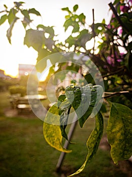 Close up of a green leaf with a few drops of water on it and an orange sunlight background.