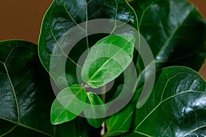 Close up of green leaf of ficus lyrata or Fiddle Leaf Fig. Indoor gardening, houseplant care. photo