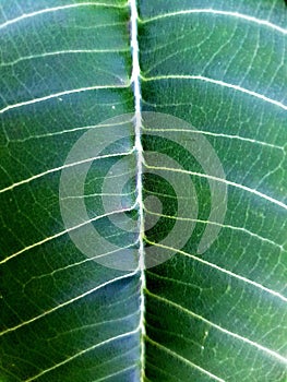 Close up green leaf. Full frame, Close-up of the leaf of a Mango Jasmine (Plumeria rubra)