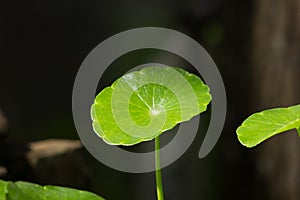Close up Green leaf of Gotu kola tree
