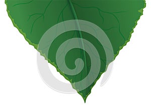 Close-up of a green leaf in gradient effect over white background, Vector illustration