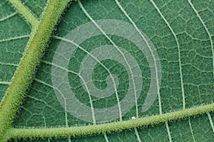Close-up of green leaf, green leaf texture background.