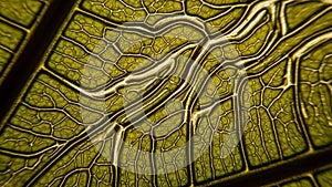 And slightly translucent allowing light to pass through which