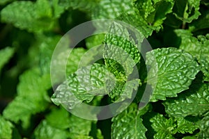 Close up green leaf - Kitchen Mint or Marsh Mint