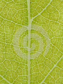 Close Up Of A Green Leaf Natural Background