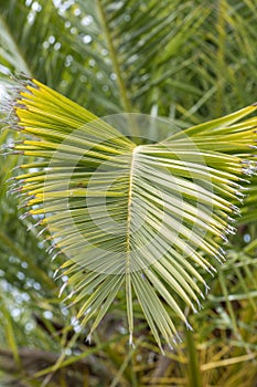 Close up of a green leaf of a palm tree