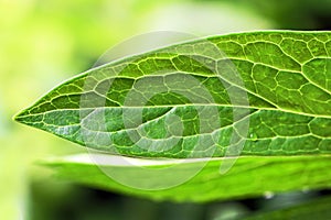 Close-up of a green leaf of a peony