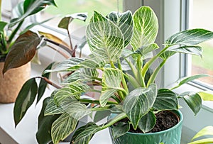 Close up of green leaf of philodendron birkin or new wave. plant in a pot on the windowsill at home. indoor gardening. photo