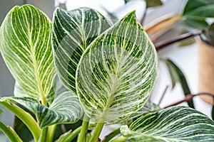 Close up of green leaf of philodendron birkin or new wave. plant in a pot on the windowsill at home. indoor gardening.