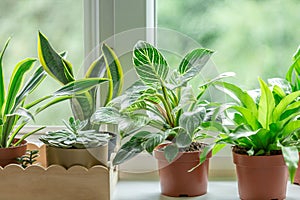 Close up of green leaf of philodendron birkin or new wave. plant in a pot on the windowsill at home. indoor gardening.