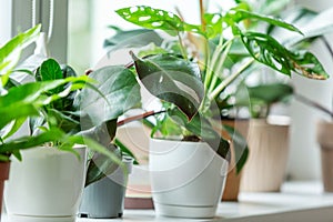 Close up of green leaf of philodendron pink princess sort. Plant in a pot on the windowsill at home. indoor gardening. Close up.