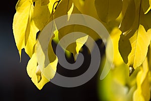 Close up of a green leaf on a plum tree in the garden.